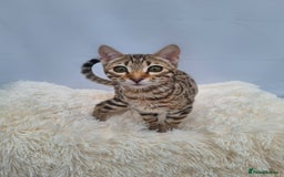 Bengal cats for sale: 🔥Retired Bengal Queen imported from france 🔥 - Image 10