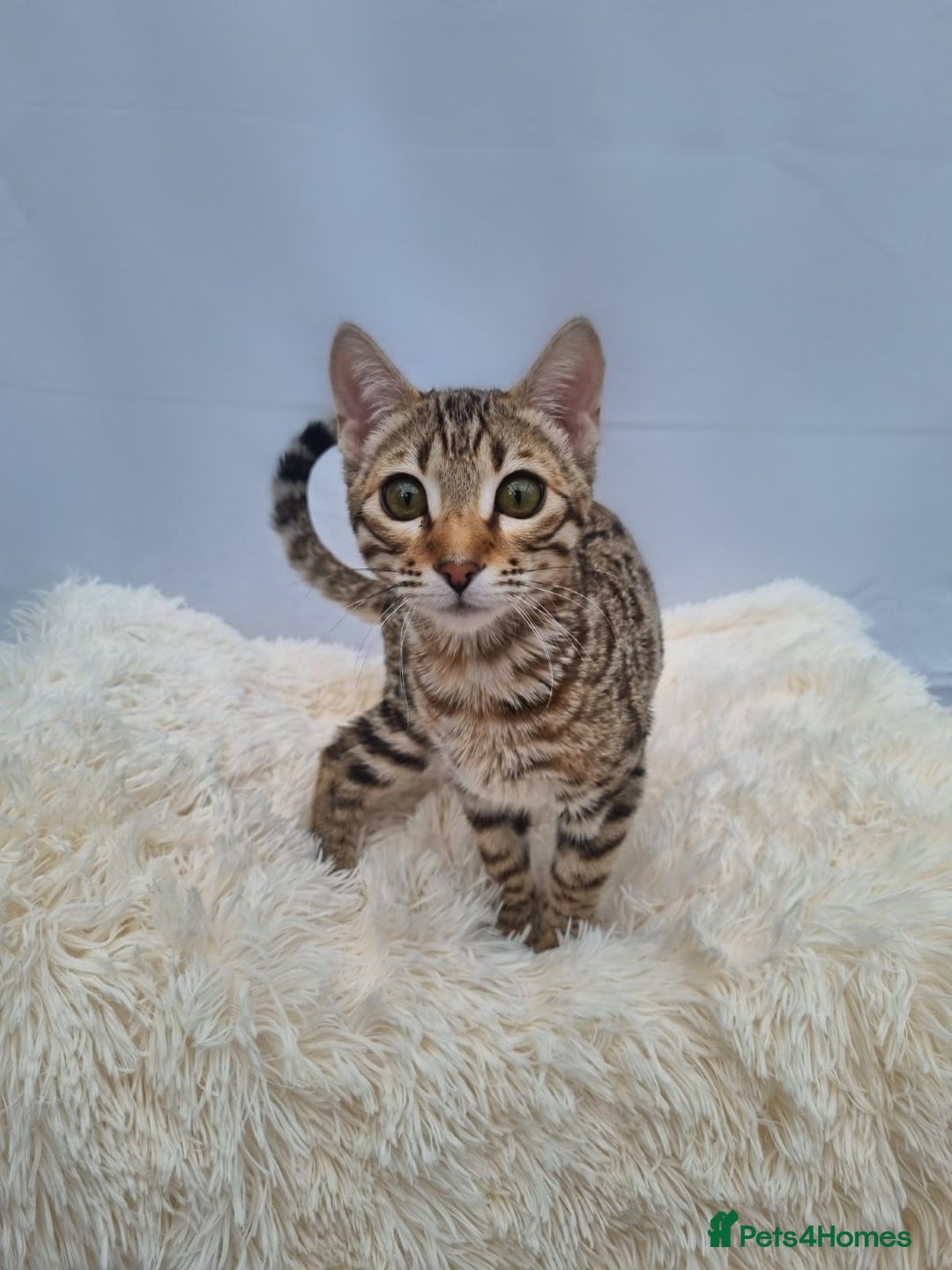 Bengal cats for sale: 🔥Retired Bengal Queen imported from france 🔥 - Image 10