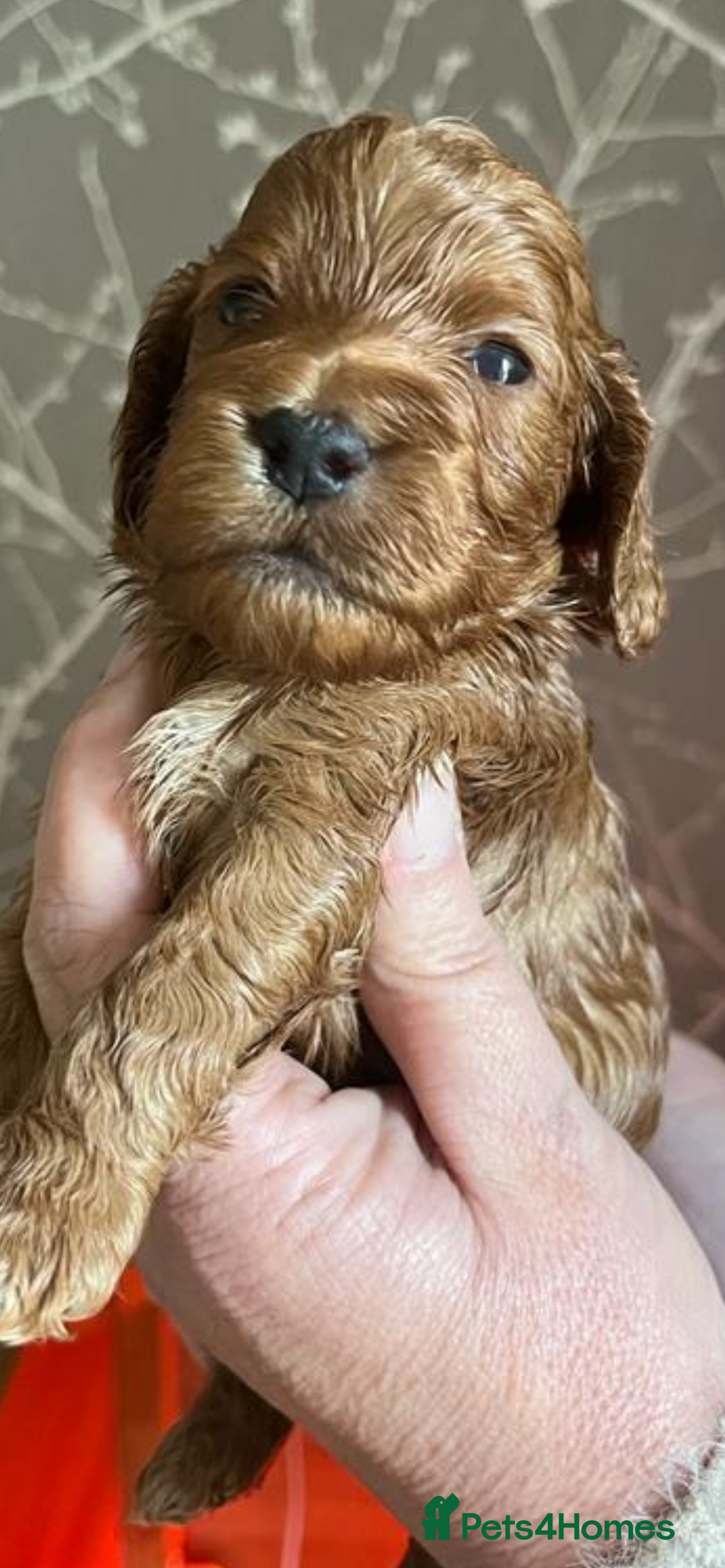 Cockapoo dogs for sale: RED COCKAPOO’s (toy size from show spaniel lines ) - Advert 12