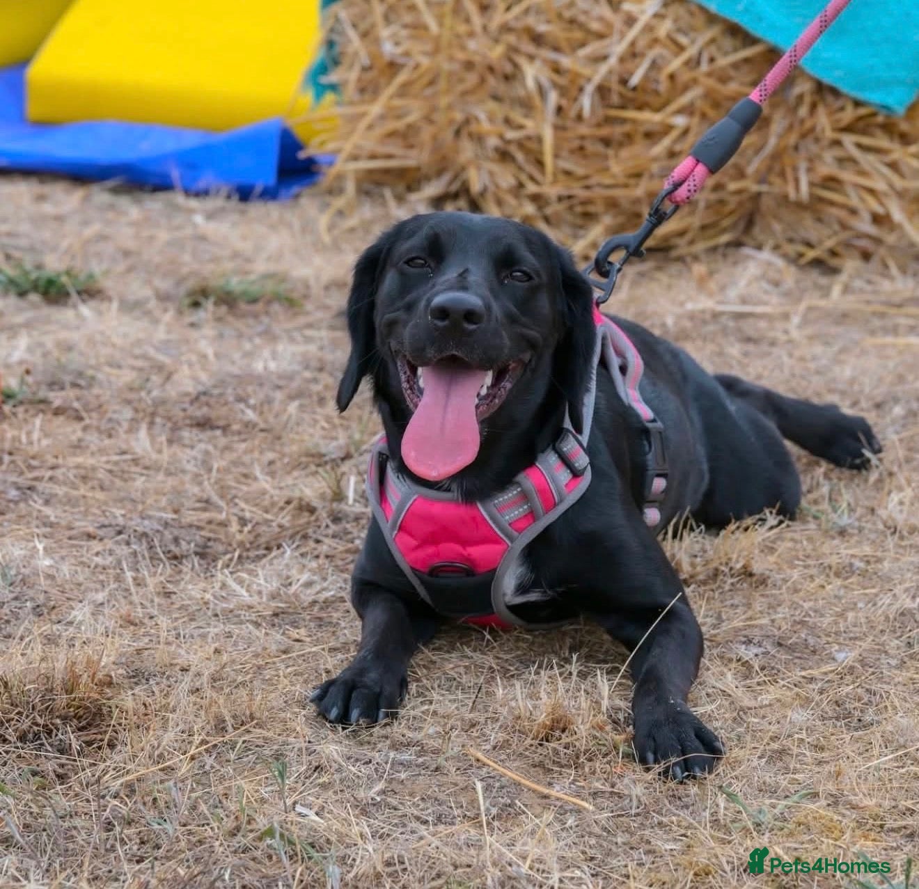 Springador dogs Lola  - Advert 2
