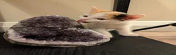Mixed Breed cats for sale: Five Beautiful Female Kittens in Oxford - Advert 7