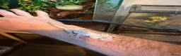 Gecko reptiles for sale: Dalmation crested geckos  - Advert 2