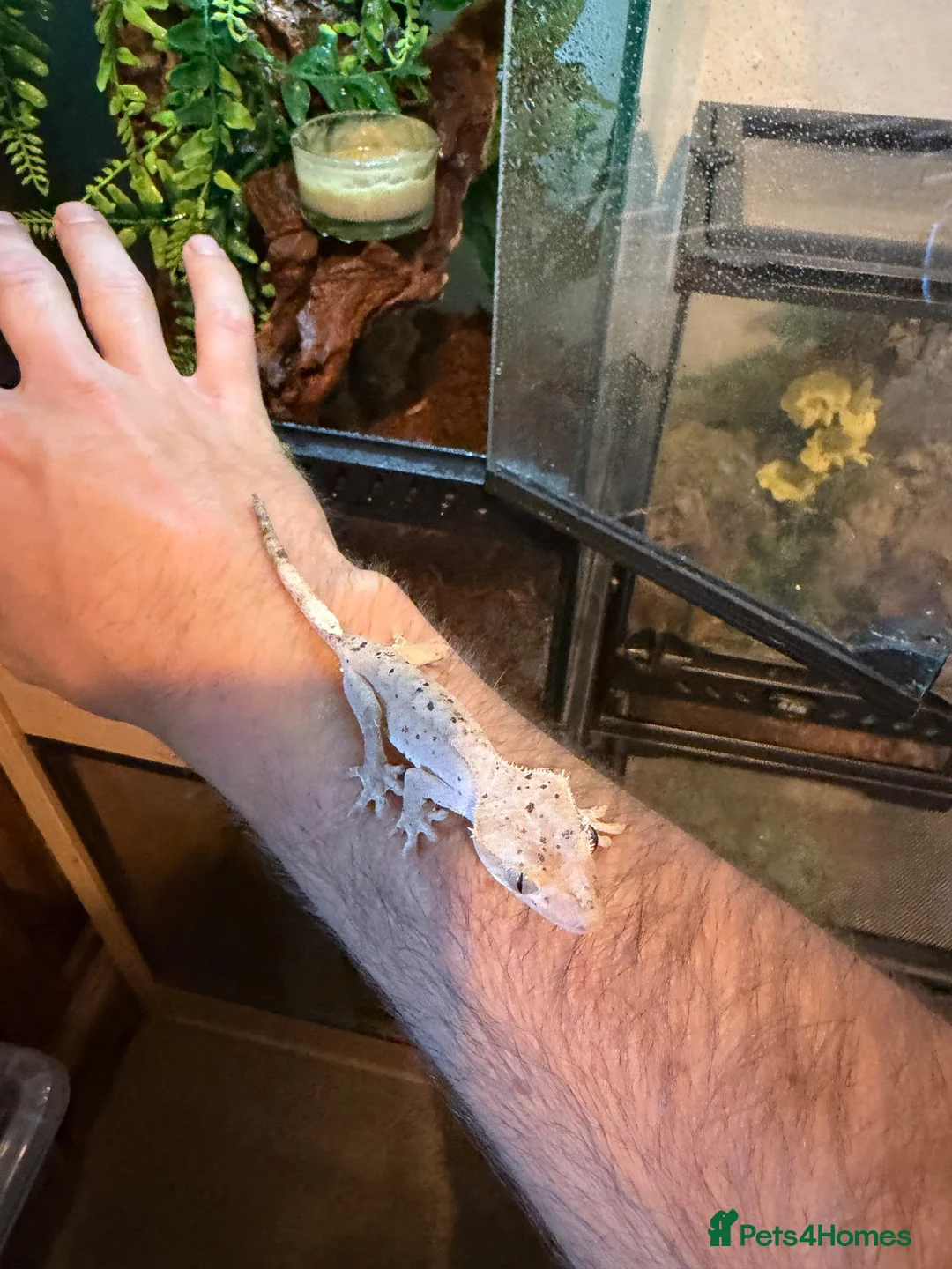 Gecko reptiles for sale: Dalmation crested geckos  - Advert 2