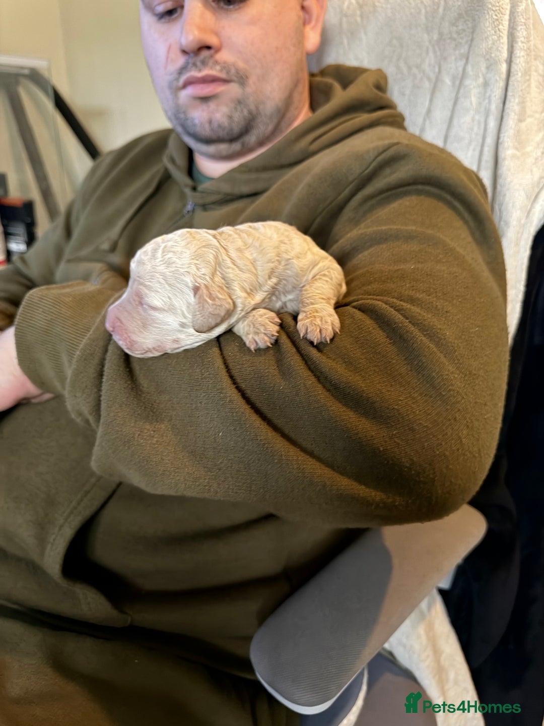 Australian Labradoodle dogs for sale: Labradoodle  - Advert 5