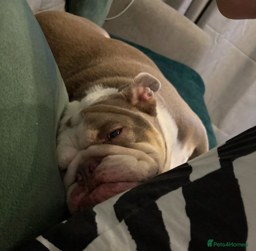 English Bulldog dogs for sale: British  bulldog for rehoming  - Advert 12
