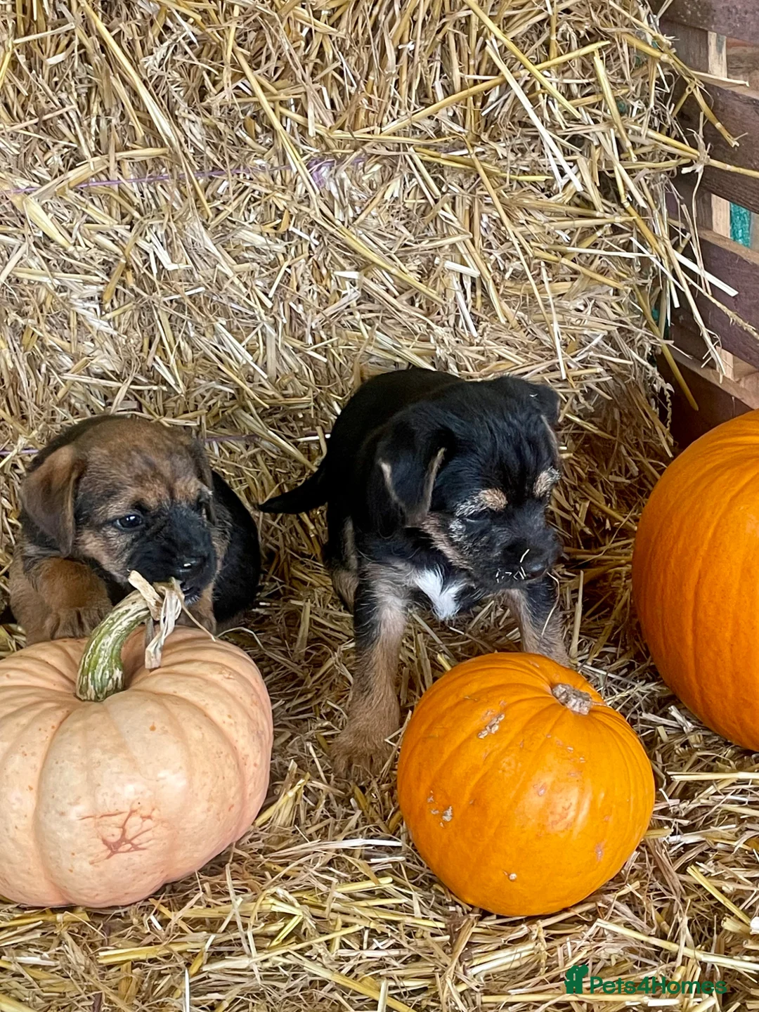 Border Terrier dogs for stud: border terrier - Advert 2