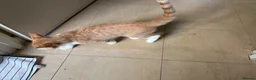 Mixed Breed cats for sale: Male ginger  - Advert 5