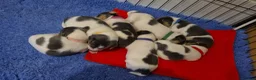 Jack Russell dogs for sale: 7 gorgeous blue tri Mini Jack Russell's for sale  - Advert 24