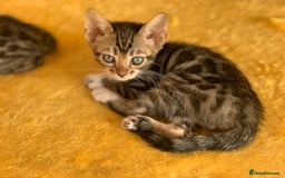 Bengal cats for sale: Ready to leave 3 left, 3/4 Bengal Kittens Rosetted - Image 11