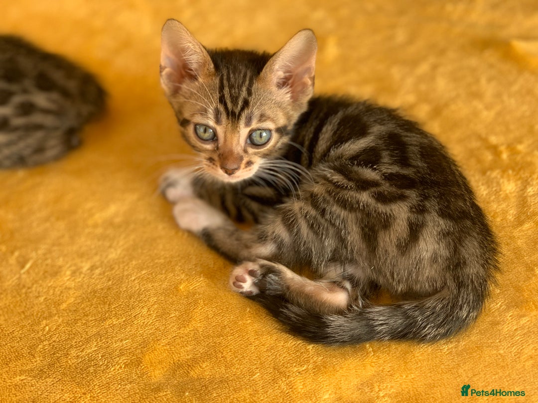 Bengal cats for sale: Ready to leave 3 left, 3/4 Bengal Kittens Rosetted - Image 11