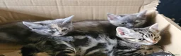 Mixed Breed cats for sale: Adorable grey kittens for sale - Advert 2