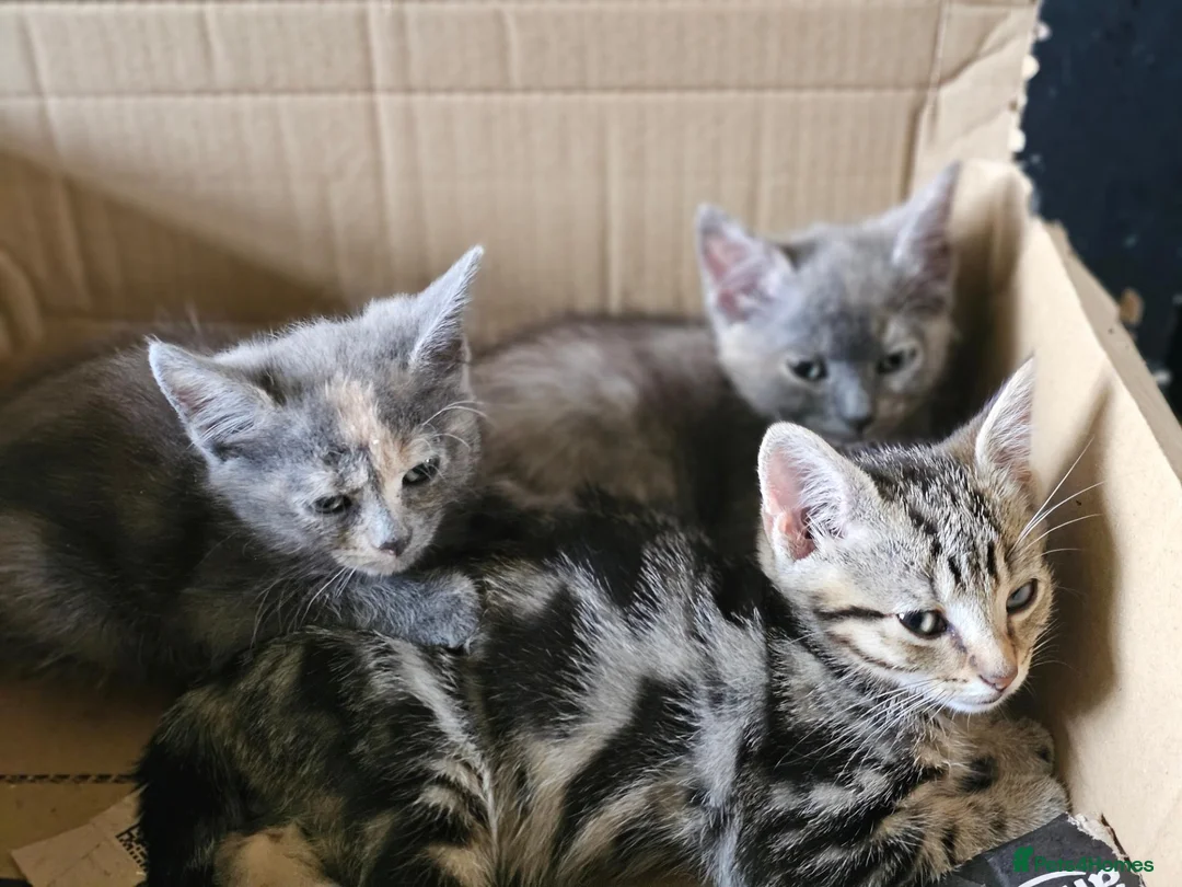 Mixed Breed cats for sale: Adorable grey kittens for sale - Advert 2
