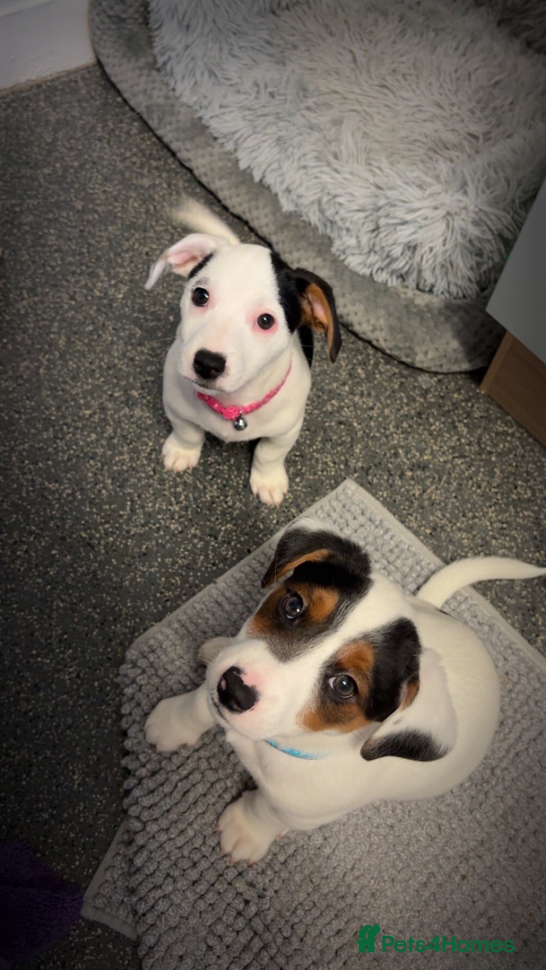 Jack Russell dogs for sale: Jack Russell Pups  - Advert 3
