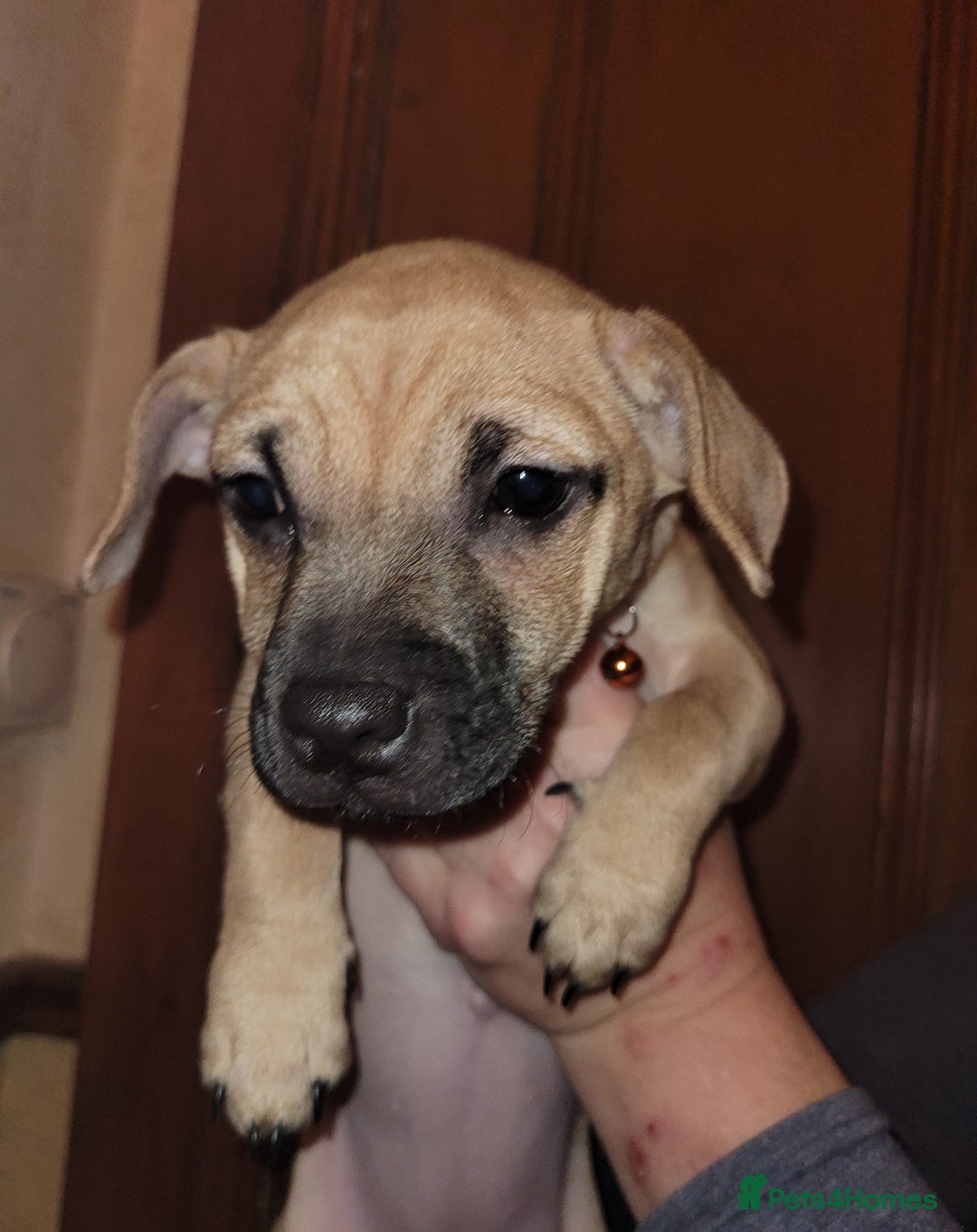 Jug dogs for sale: 15 week old brother and sister Jug puppies  - Advert 7