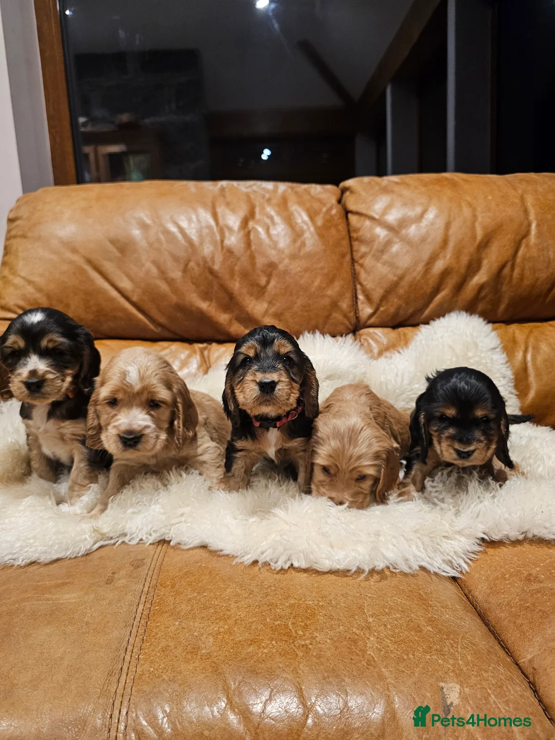 Cocker Spaniel dogs for sale: 5* Show Type Cocker Spaniels Villaspaniol Lines - Advert 14