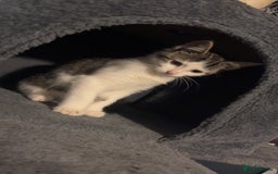 Mixed Breed cats for sale: Kittens for sale  - Image 1