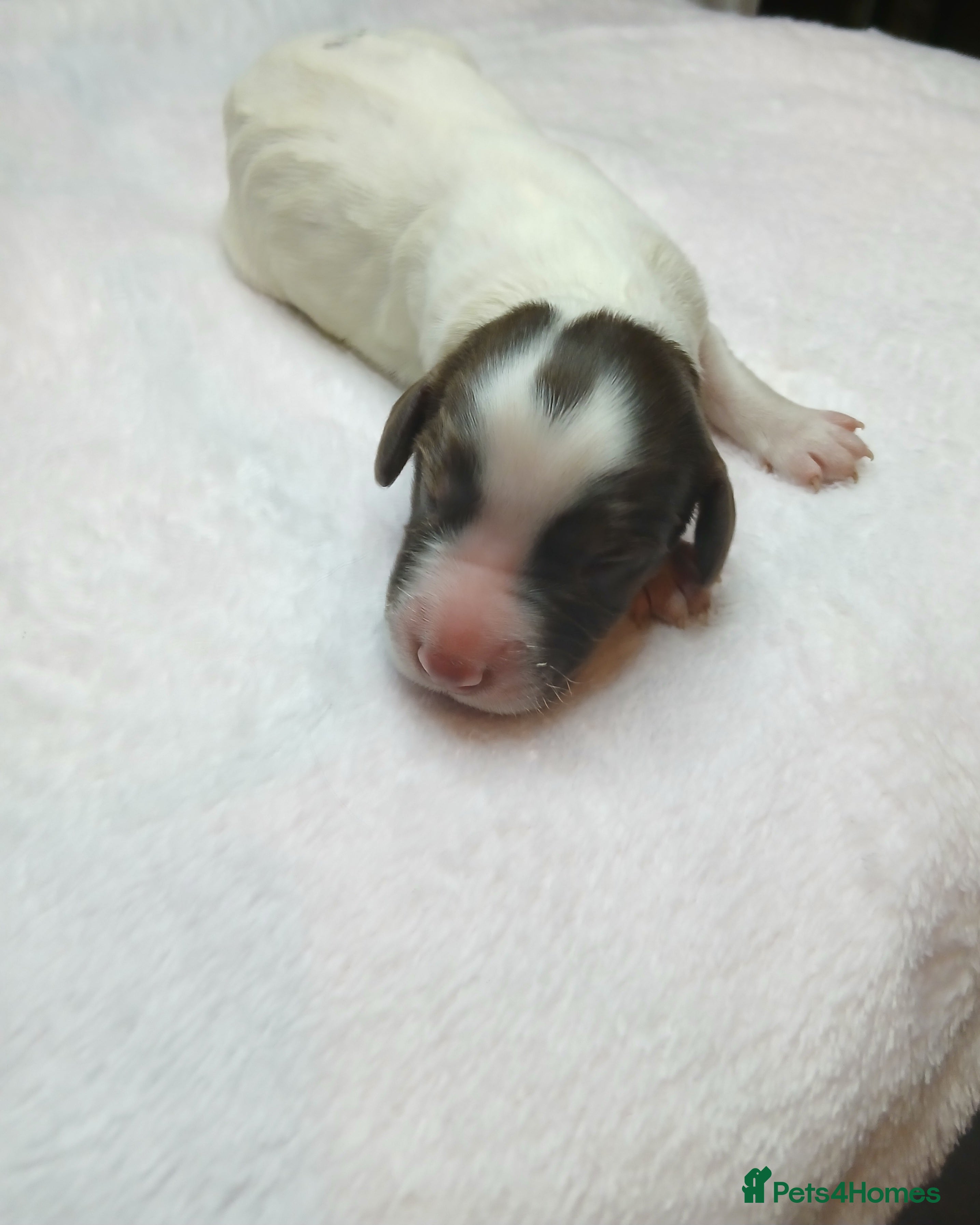 Cocker Spaniel dogs Full cocker spaniels for sale - Advert 15