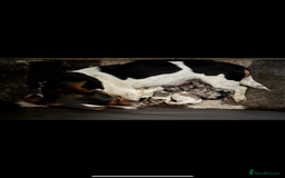 Jack Russell dogs for sale: Outstanding jack russels  - Image 23