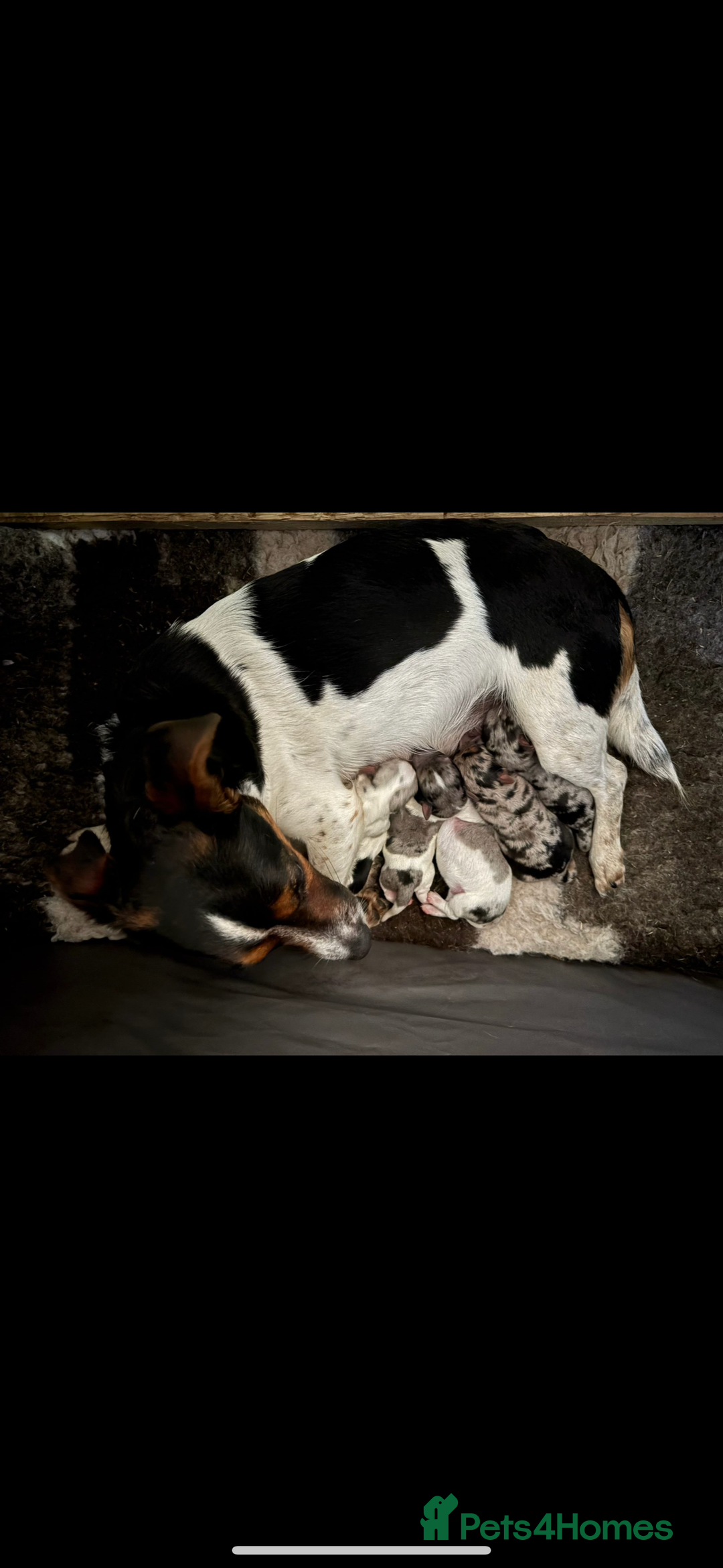 Jack Russell dogs for sale: Outstanding jack russels  - Image 23