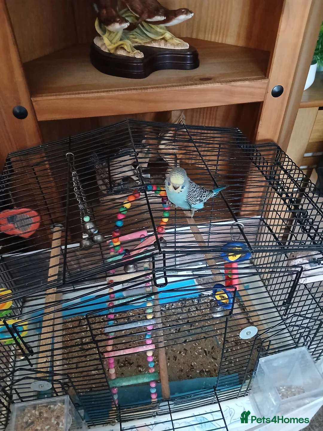 Budgerigars birds for sale: Budgiregars - Advert 2