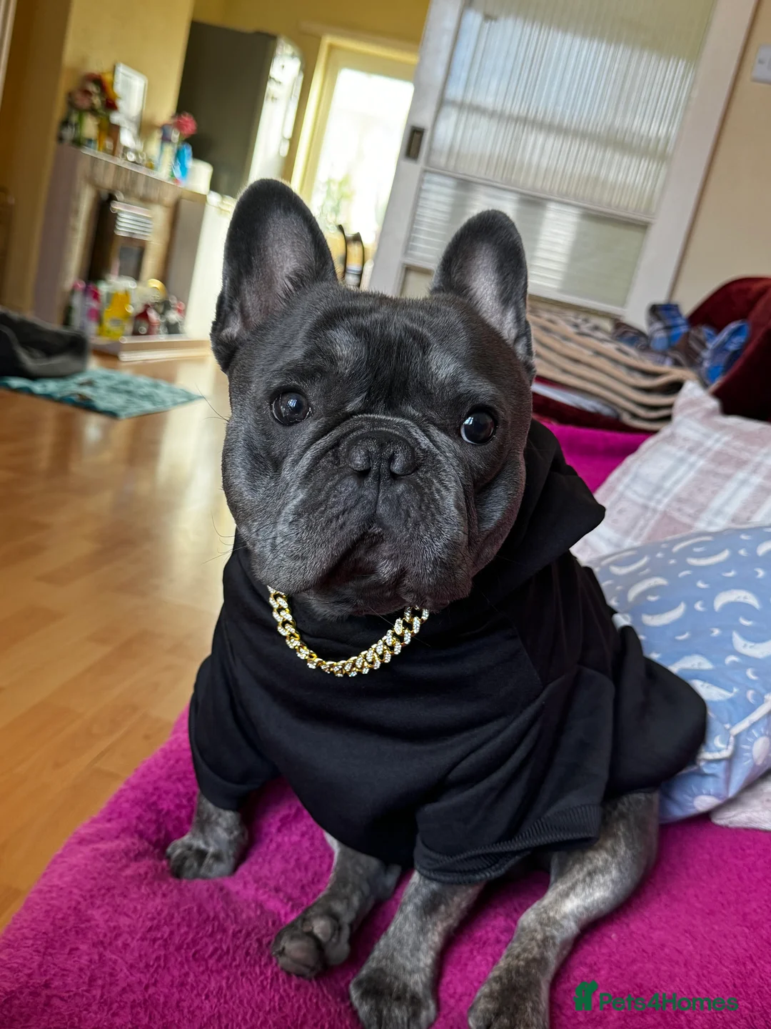 French Bulldog dogs for stud: Blue French Bulldog Male – Stud Service Only - Advert 2