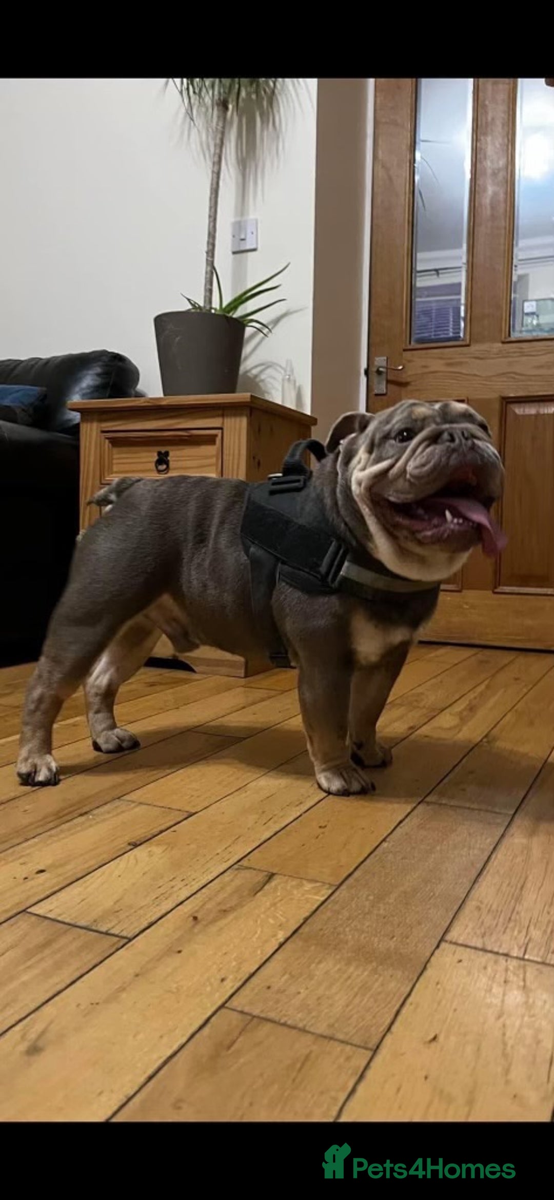 English Bulldog dogs for sale: Pedigree English bulldogs top-lines (7 weeks old)  - Image 18