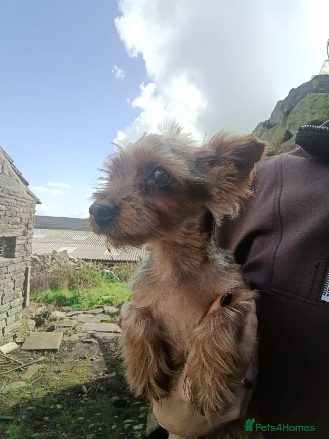 Yorkshire Terrier dogs for sale: Yorkshire terrier pup - Advert 2