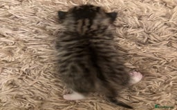 Mixed Breed cats for sale: Devon Rex x Bengal cross kittens  - Advert 4