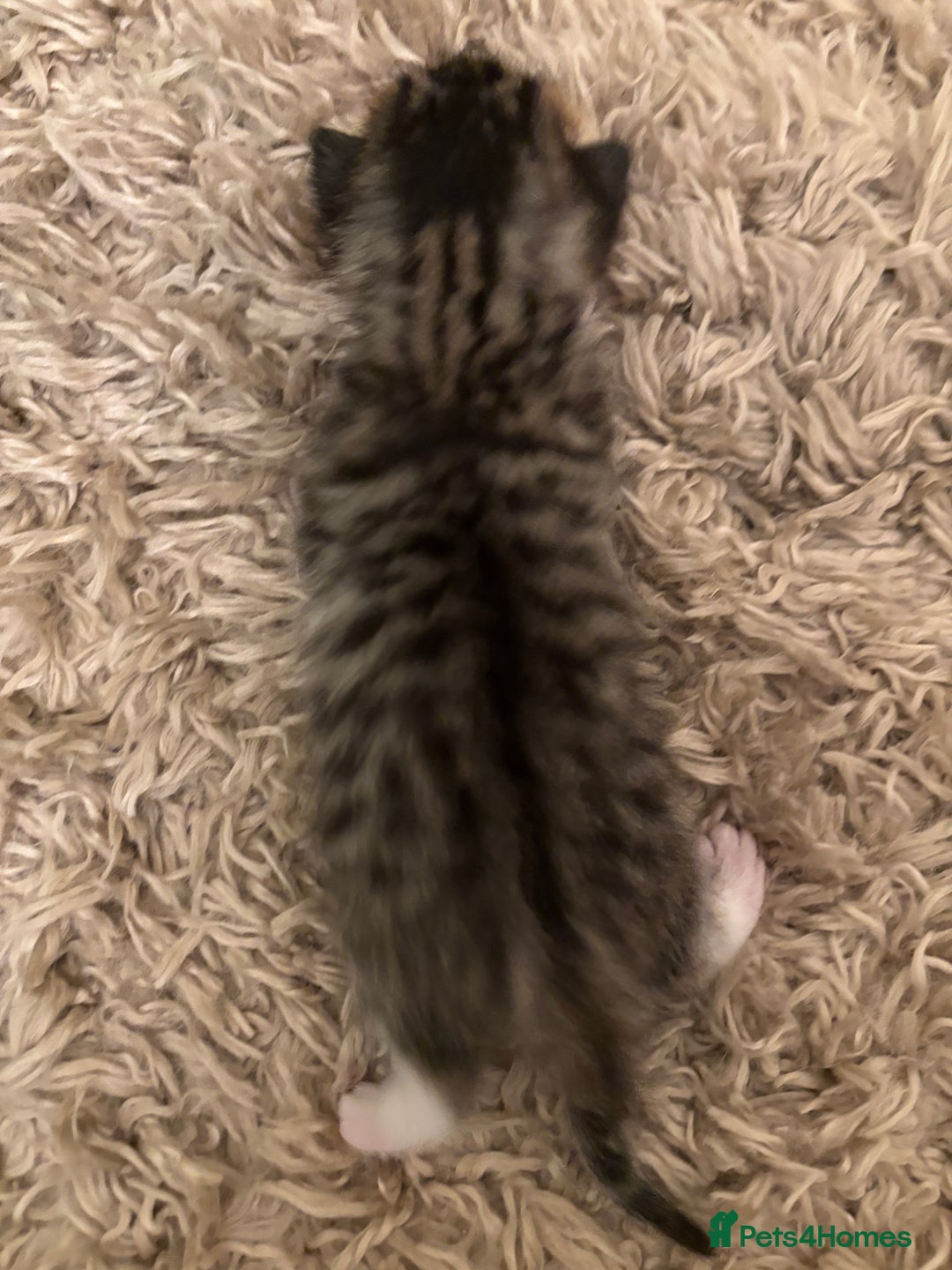 Mixed Breed cats for sale: Devon Rex x Bengal cross kittens  - Advert 4