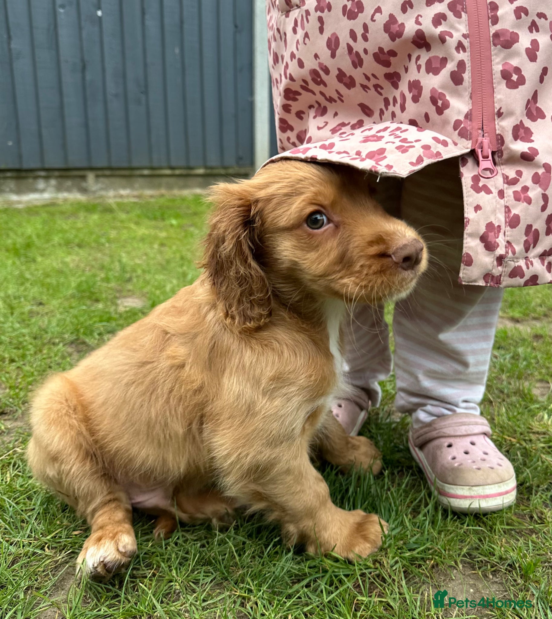 Cocker Spaniel dogs Health tested working cockers - Advert 2
