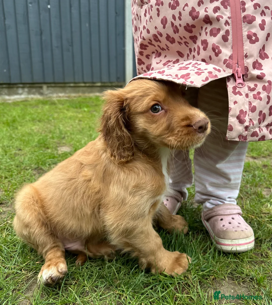 Cocker Spaniel dogs for sale: Health tested working cockers - Advert 2