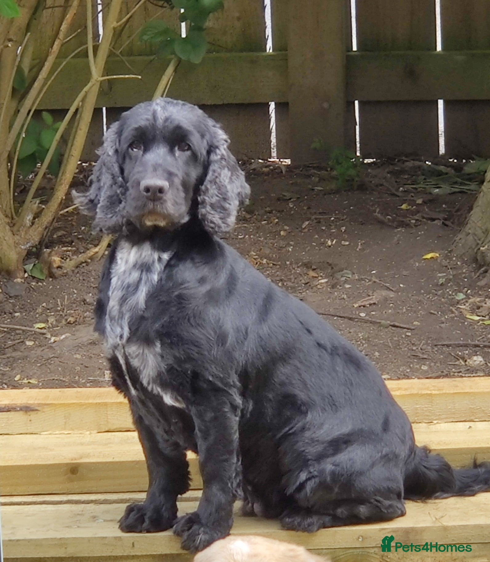 Cocker Spaniel dogs KC Registered Show Type Cocker Spaniel  - Advert 16