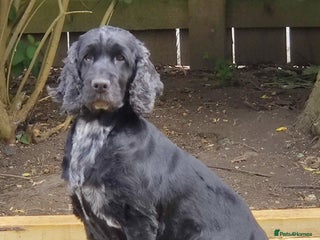 Cocker Spaniel dogs KC Registered Show Type Cocker Spaniel - Advert 2