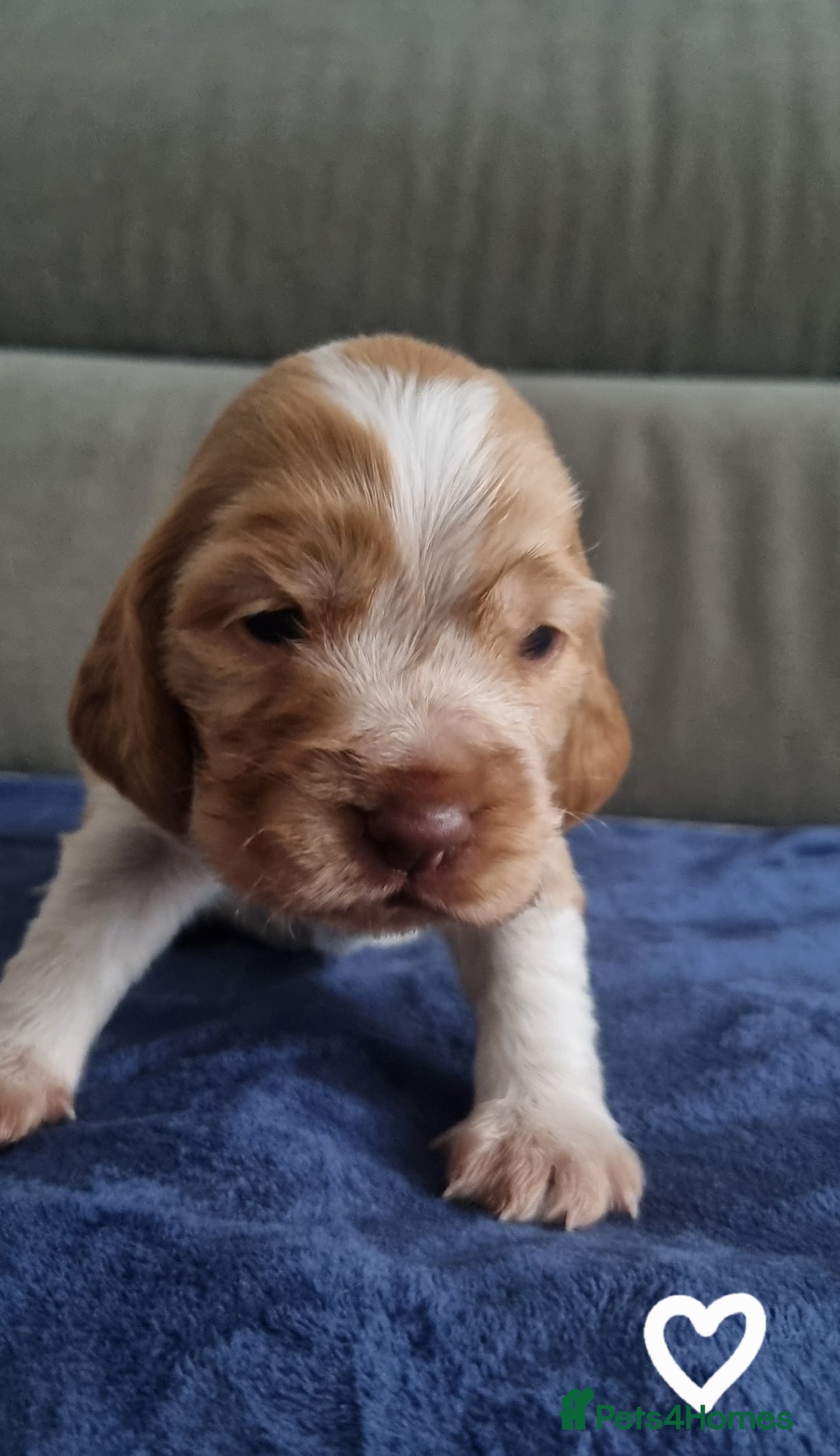 Cocker Spaniel dogs for sale: Charming English Show Cocker Spaniel Puppies  - Advert 4