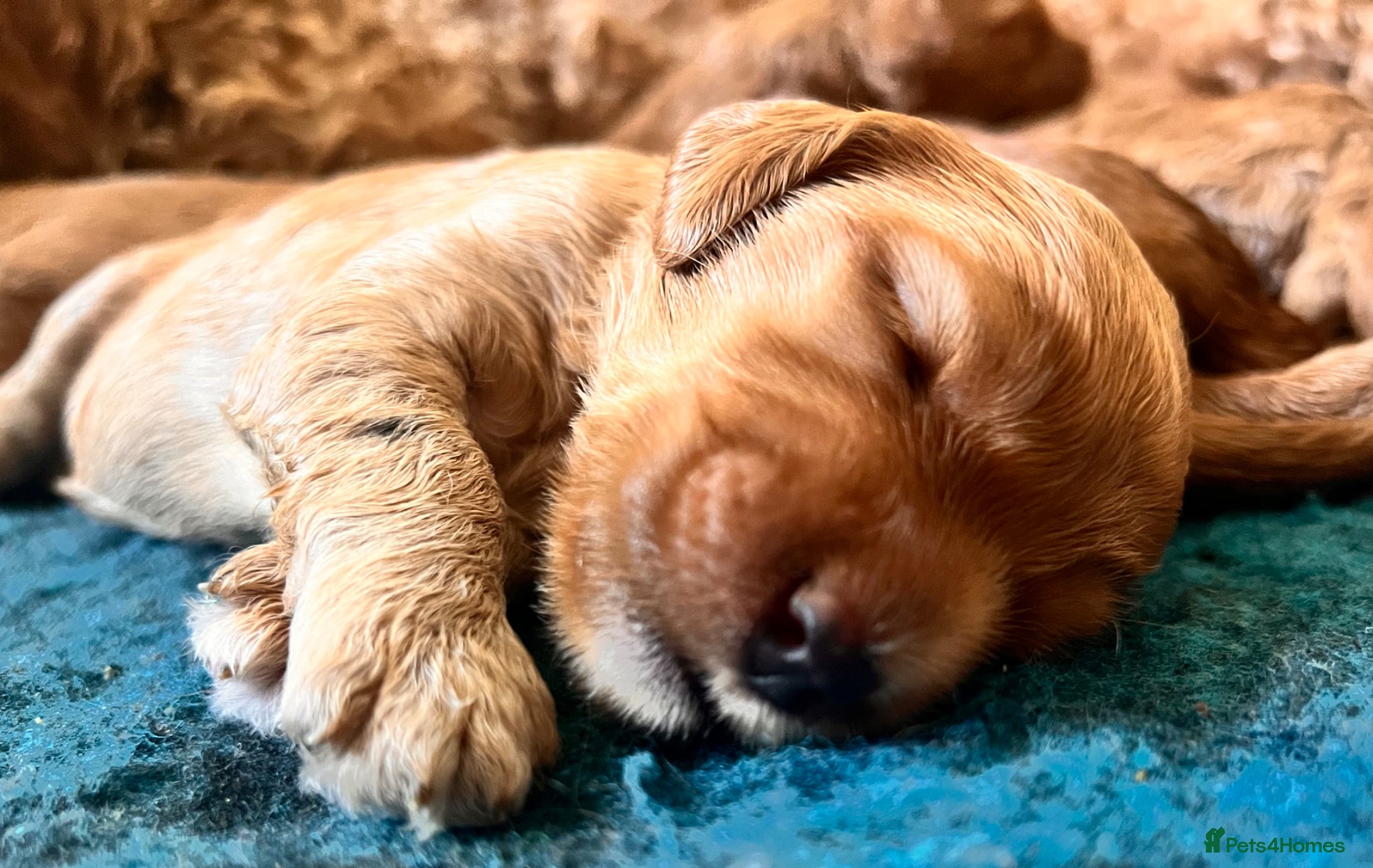 Australian Labradoodle dogs Tiny Tails,Big♥️Australian labradoodle - Advert 3