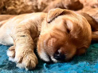 Australian Labradoodle dogs Tiny Tails,Big♥️Australian labradoodle - Advert 3