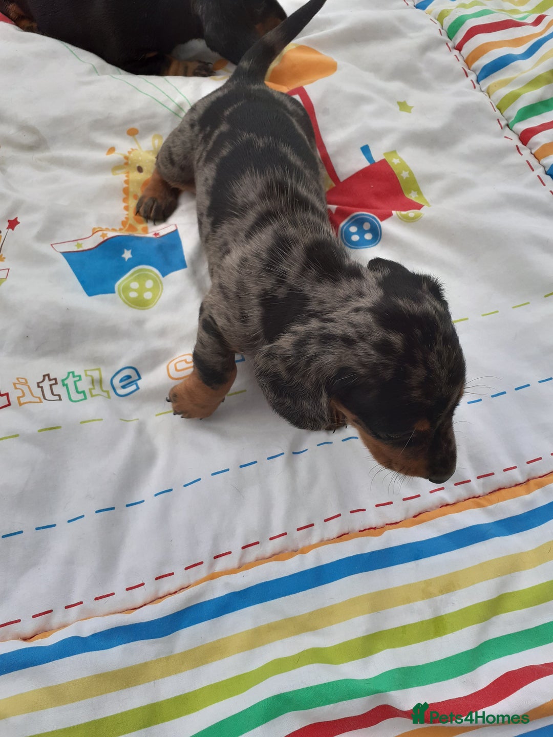 Miniature Dachshund dogs for sale: Miniature dachshounds  - Image 11