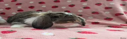 German Lop rabbits for sale: Pure German Lop 2 Bucks ☆silly tame - Advert 11