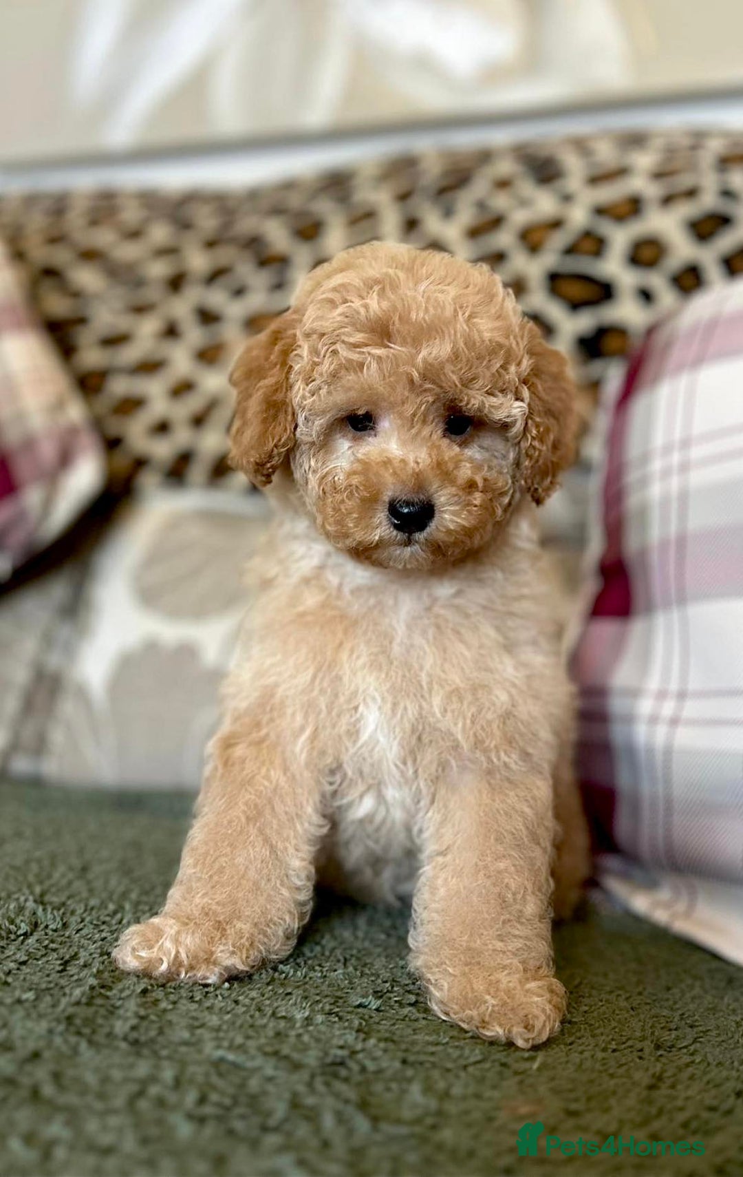 Cockapoo dogs for sale: Paddinton, Yogi & Barnaby -Teddy Bear Cockapoos - Image 3