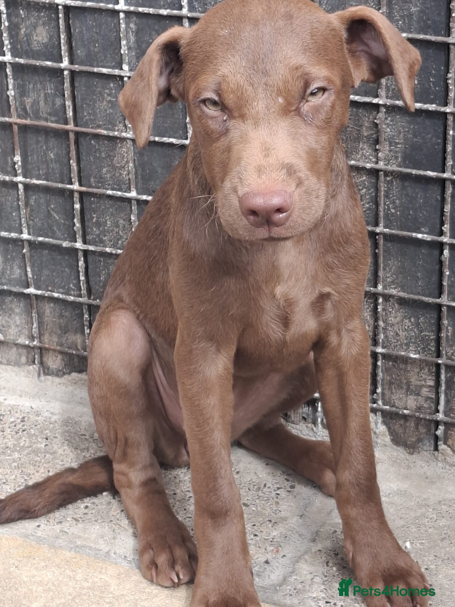 Patterdale Terrier dogs Patterdales Looking For Forever Homes - Advert 2