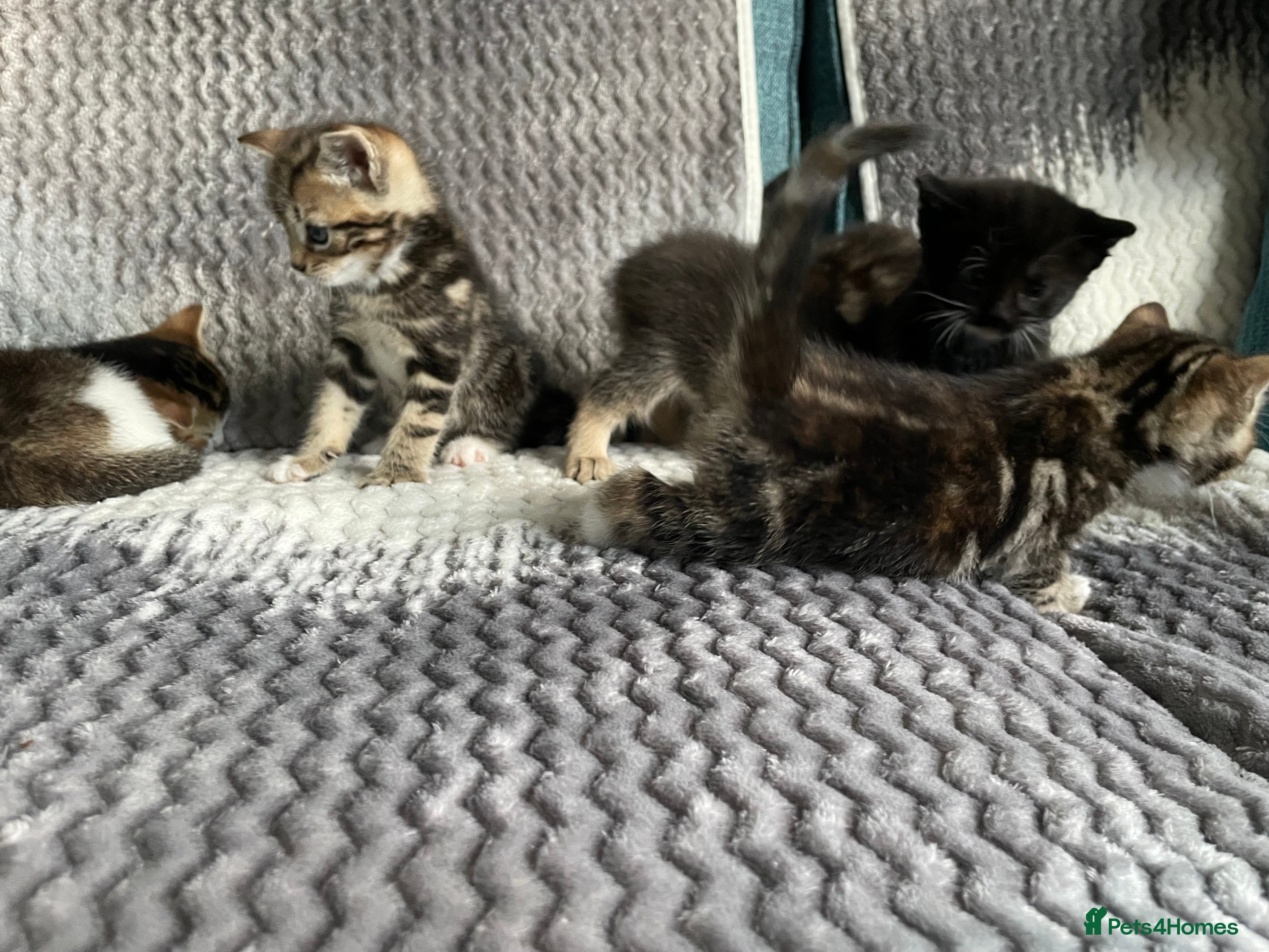 Mixed Breed cats KITTENS FOR SALE - Advert 11