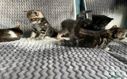 Mixed Breed cats for sale: KITTENS FOR SALE - Image 1