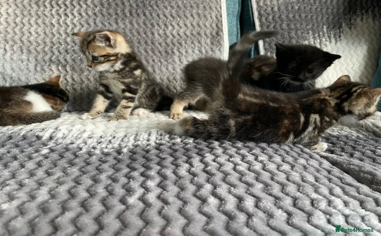 Mixed Breed cats - Advert 16