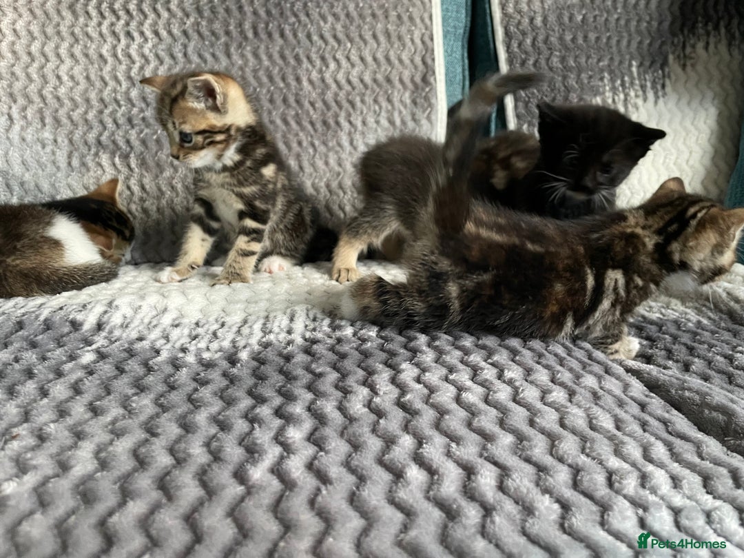 Mixed Breed cats for sale: KITTENS FOR SALE - Image 1