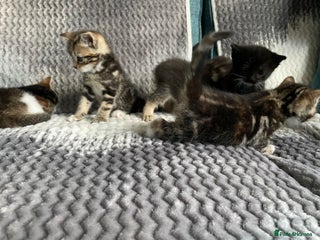 Mixed Breed cats - Advert 3