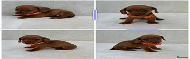 Miniature Dachshund 1
