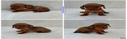 Miniature Dachshund dogs for sale: Dachshund puppies 3 boys 3 girls KC registered - Advert 29