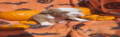Puppy 8