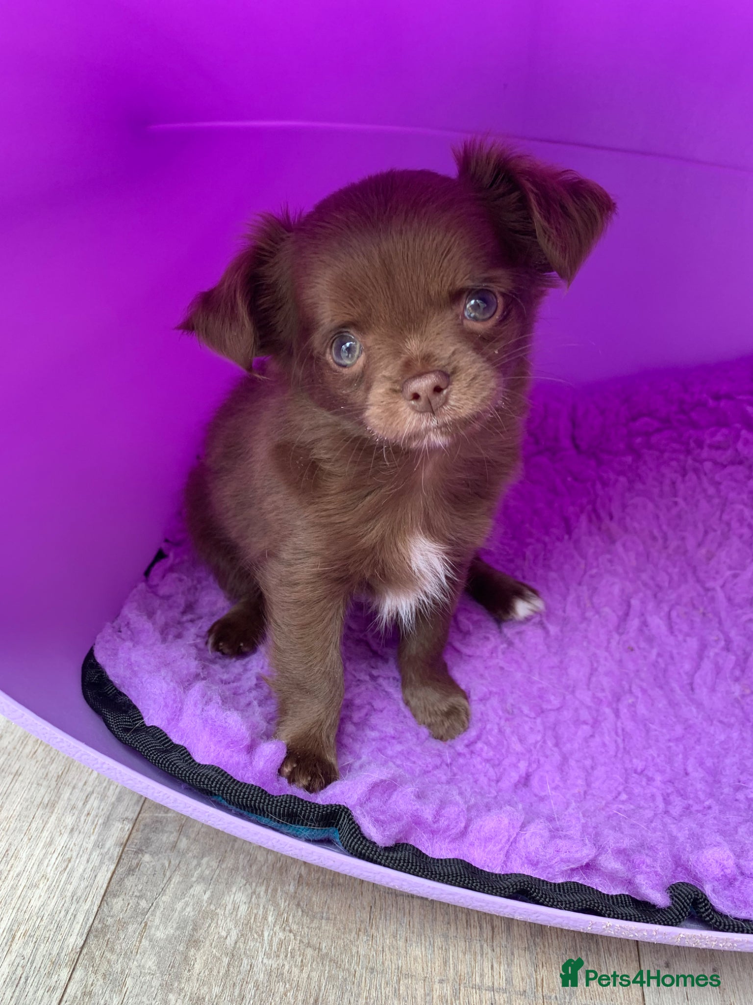 Chihuahua dogs 5* LICENSED READY KC Gorgeous Chihuahua GIRLS - Advert 1