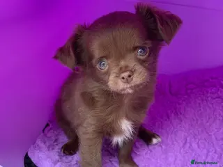 Chihuahua dogs 5* LICENSED READY KC Gorgeous Chihuahua GIRLS - Advert 1